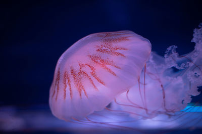 Close-up of jellyfish in water