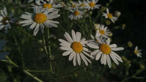 Close-up of white daisy flowers