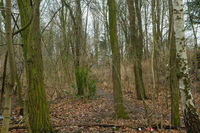 View of trees in forest