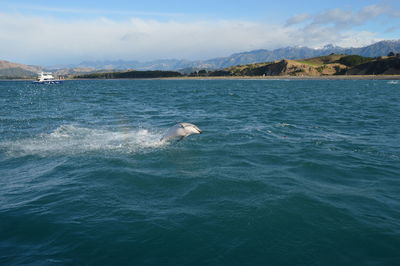 Scenic view of sea against sky with a dolphin jumping 