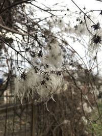 Close-up of white flowering plant