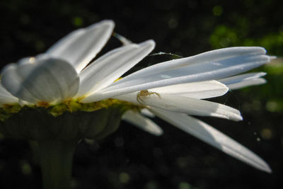 Close-up of flower blooming outdoors