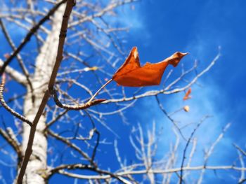 Low angle view of autumn leaf on branch against sky