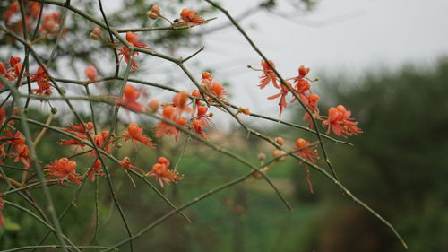 Close-up of red flowering plant