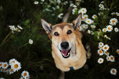 Portrait of dog on flower