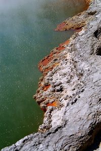 Close-up of tree against sea