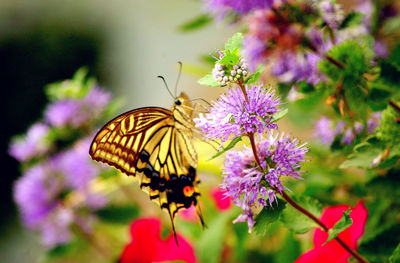 Close-up of butterfly pollinating on purple flower