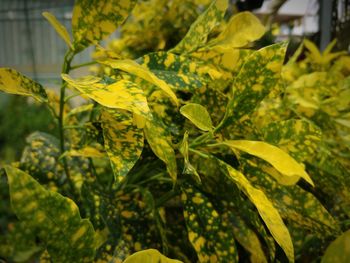 Close-up of yellow leaves on plant