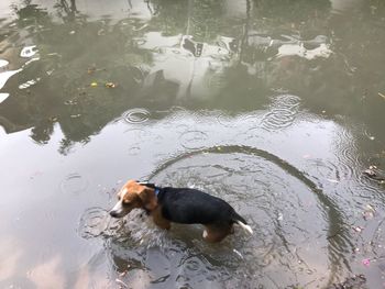 High angle view of dog swimming in lake