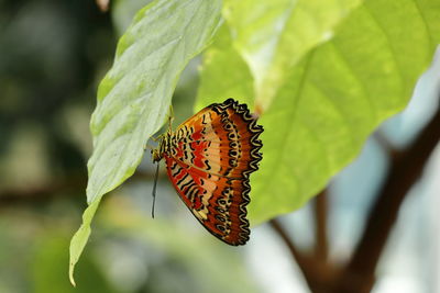 Close-up of butterfly on leaf