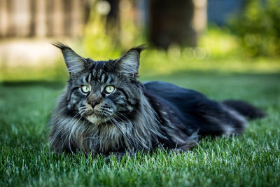 Portrait of cat on field