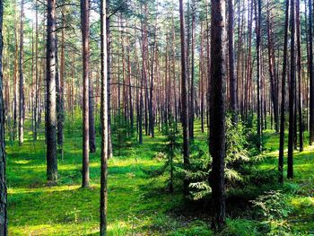 Pine trees in forest