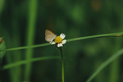 Close-up of butterfly on flower