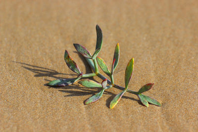 Close-up of crab on sand