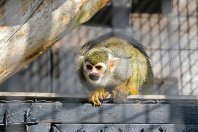 Monkey sitting on wood in zoo