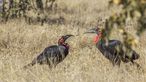 Two birds on the land