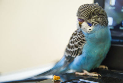 Close-up of bird