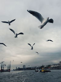 Seagulls flying over sea