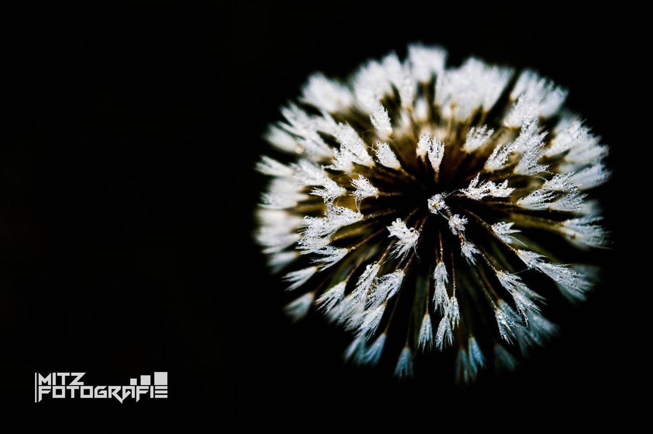 LOW ANGLE VIEW OF DANDELION ON PLANT AGAINST SKY