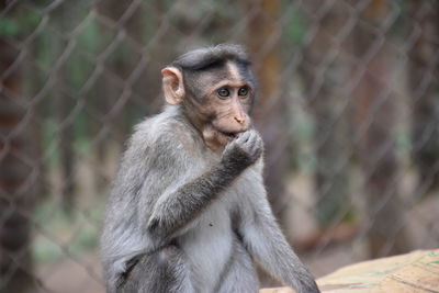 Portrait of monkey in zoo