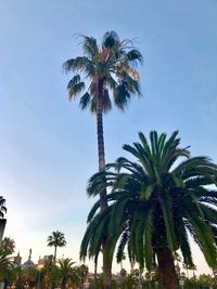 Low angle view of palm trees against sky