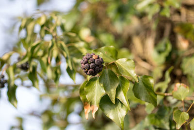 Close-up of fruit growing on tree