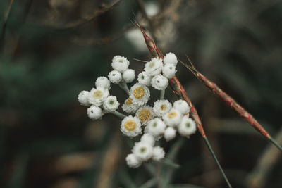 Close-up of white flowering plant