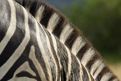 Close-up of zebra