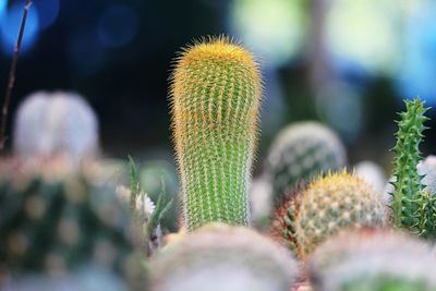 Close-up of succulent plant