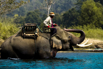 Man riding elephant in water