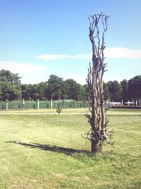 Scenic view of grassy field against sky