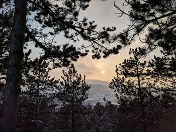 Silhouette pine trees against sky during sunset