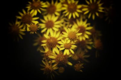 Close-up of yellow flowering plant