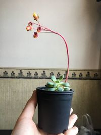 Midsection of person holding potted plant against wall