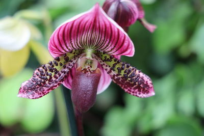 Close-up of flower