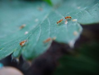 Close-up of insect on leaf