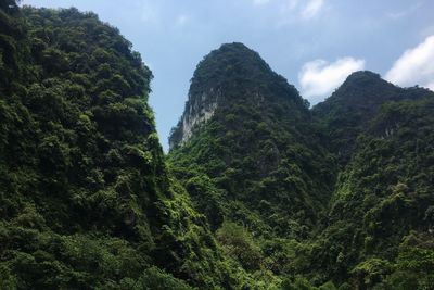 Low angle view of trees on mountain against sky