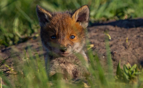 Portrait of an animal on field