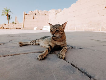 Cat sitting on footpath