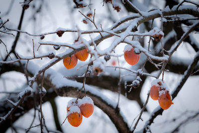 Close-up of berries on tree during winter