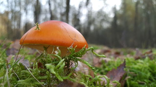 Close-up of mushroom growing on field