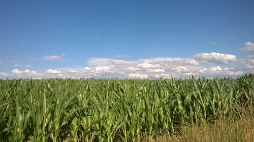 Crops growing on field against sky