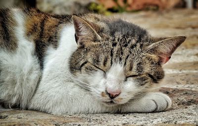 Close-up of cat sleeping