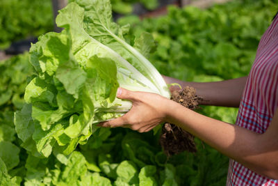 Midsection of woman holding leaf
