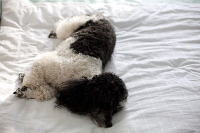 Dog sleeping on bed