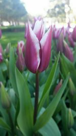 Close-up of pink flowers