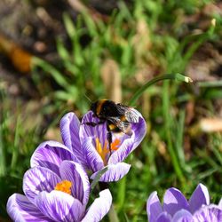 Close-up of honey bee on purple flower