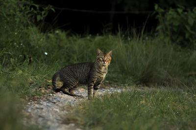 Portrait of cat on field