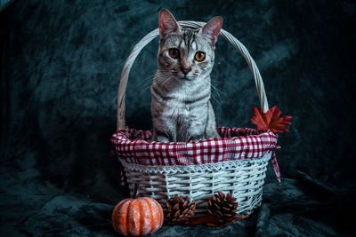 Cat sitting in basket