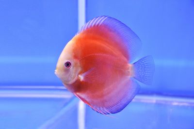 Close-up of fish swimming in aquarium